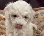 Small #1 Bichpoo mix (+ Bichon Frise)