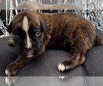 Small #4 Boxer