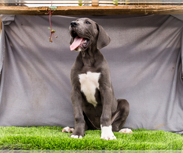 Medium Photo #3 Great Dane Puppy For Sale in WAKARUSA, IN, USA