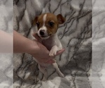 Small #6 Jack Russell Terrier