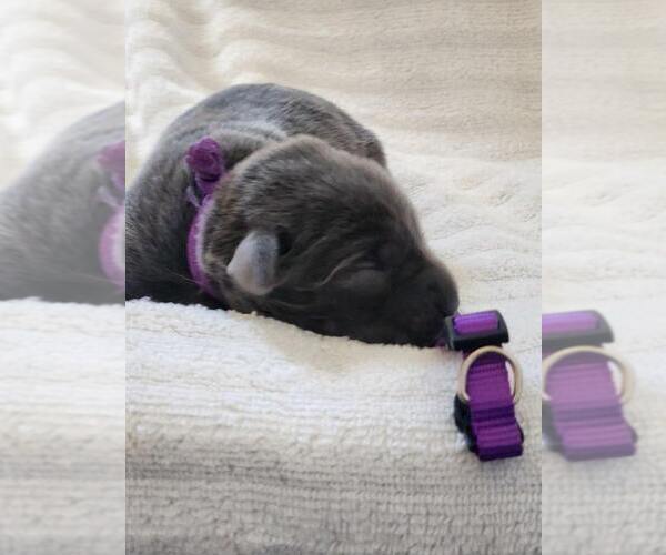 Medium Photo #6 Labrador Retriever Puppy For Sale in PIEDMONT, SD, USA