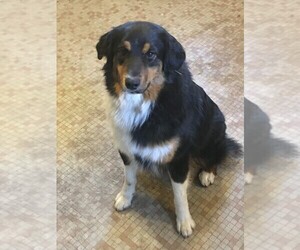 Australian Shepherd Puppy for sale in GROSSE POINTE PARK, MI, USA