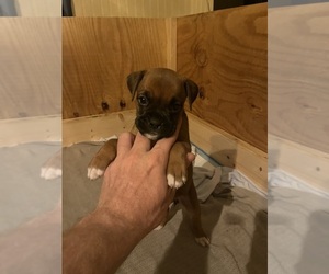 Boxer Puppy for Sale in PORTSMOUTH, Virginia USA