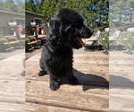 Small #1 Goldendoodle