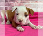 Small Mutt