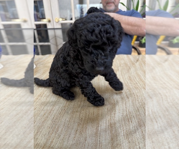Medium Photo #18 Poodle (Miniature) Puppy For Sale in EAST AMHERST, NY, USA