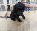 Small Photo #18 Poodle (Miniature) Puppy For Sale in EAST AMHERST, NY, USA
