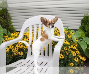 Papillon Puppy for sale in SEBRING, OH, USA