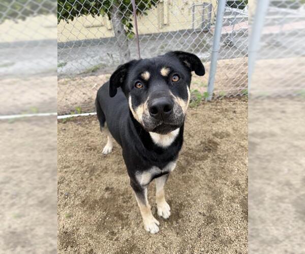 Medium Photo #1 Shepweiller Puppy For Sale in Chula Vista, CA, USA