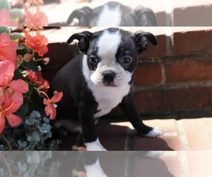 Boston Terrier Puppy for sale in SHILOH, OH, USA