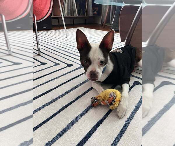 Medium Photo #5 Boston Terrier-Unknown Mix Puppy For Sale in New York, NY, USA