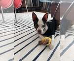 Small #4 Boston Terrier Mix