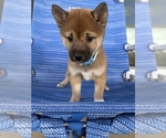 Puppy Blue Shiba Inu