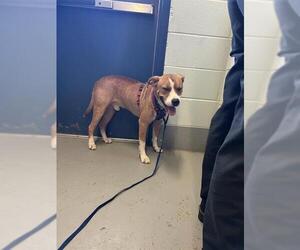 American Pit Bull Terrier Dogs for adoption in Corpus Christi, TX, USA