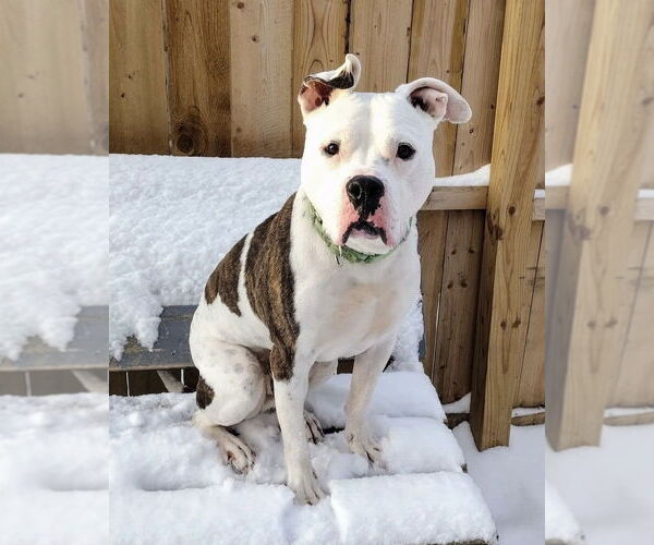 Medium Photo #15 Bullboxer Pit Puppy For Sale in Brewster, NY, USA
