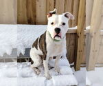 Small #14 Bullboxer Pit