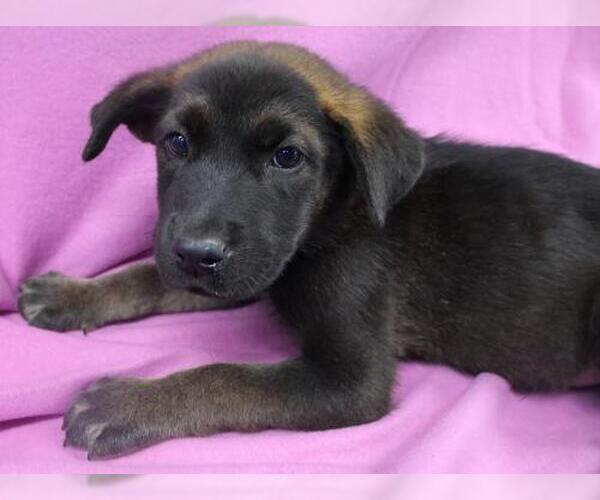 Medium Photo #1 German Shepherd Dog-Unknown Mix Puppy For Sale in Thief River Falls, MN, USA