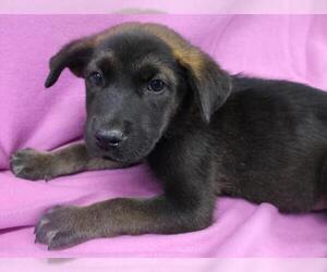 German Shepherd Dog-Unknown Mix Dogs for adoption in Thief River Falls, MN, USA