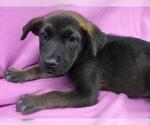 Small German Shepherd Dog Mix