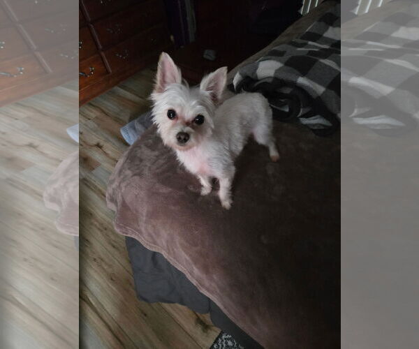 Medium Photo #2 Mutt Puppy For Sale in Greenville, SC, USA