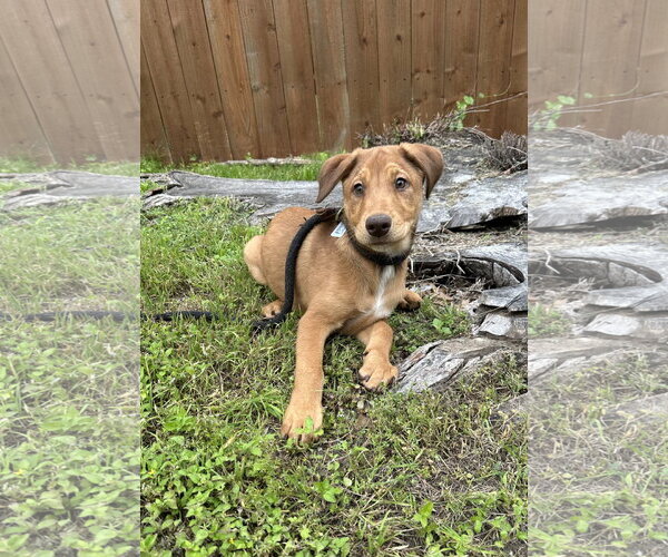 Medium Photo #4 Doberman Pinscher-German Shepherd Dog Mix Puppy For Sale in Euless, TX, USA