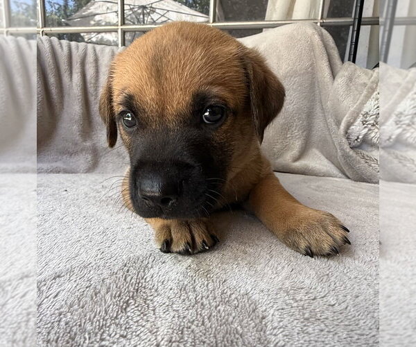 Medium Photo #2 Golden Retriever-Unknown Mix Puppy For Sale in OKLAHOMA CITY, OK, USA