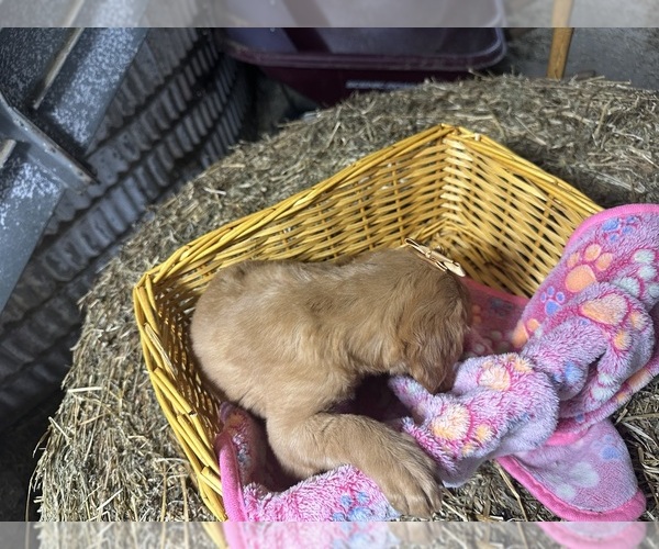 Medium Photo #5 Golden Retriever Puppy For Sale in WITHEE, WI, USA
