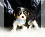 Small Photo #31 Cavalier King Charles Spaniel Puppy For Sale in WARSAW, IN, USA