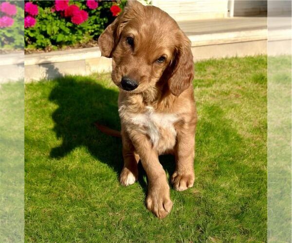 Medium Photo #5 Golden Irish Puppy For Sale in Pacolet, SC, USA