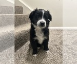 Puppy Shadow Australian Shepherd