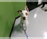 A080904 - Male Mutt Dog for Adoption - Small photo