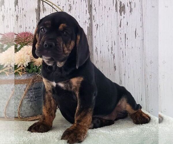 Medium Photo #2 Beabull Puppy For Sale in ARTHUR, IL, USA