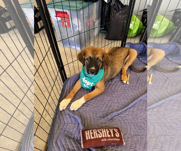 Medium Photo #2 Australian Shepherd-Unknown Mix Puppy For Sale in Blairsville, GA, USA