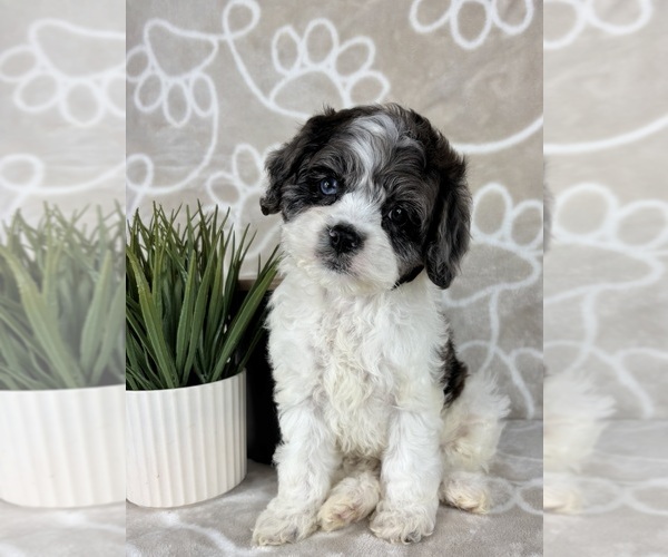 Medium Photo #1 Cavapoo Puppy For Sale in INDIANAPOLIS, IN, USA