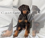 Small #2 Doberman Pinscher