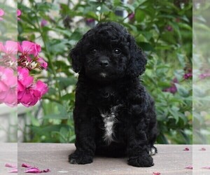 Cockapoo-Poodle (Miniature) Mix Puppy for sale in MILLERSBURG, PA, USA