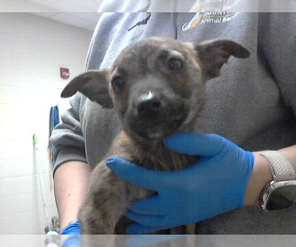 Medium Photo #1 Mutt Puppy For Sale in Fayetteville, NC, USA