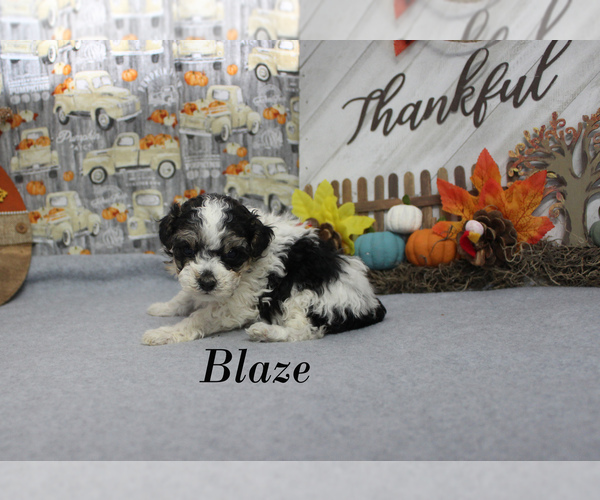 Medium Photo #11 Poodle (Toy) Puppy For Sale in CHANUTE, KS, USA