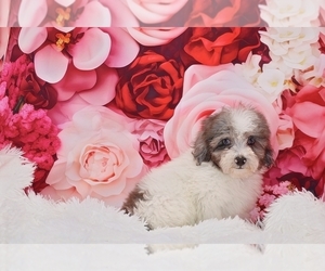 Poodle (Toy) Puppy for Sale in DYERSBURG, Tennessee USA