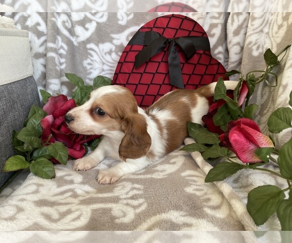 Medium Photo #6 Dachshund Puppy For Sale in SHILOH, OH, USA
