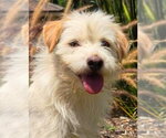 Small #2 Mutt