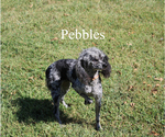 Small #17 Poodle (Toy)