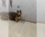 Small Australian Shepherd Mix
