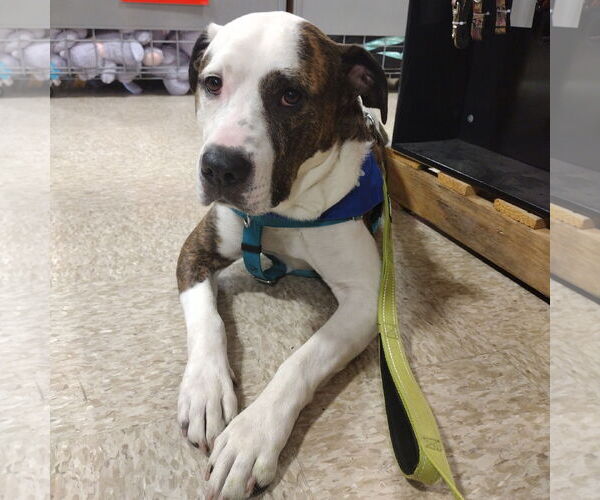 Medium Photo #16 American Pit Bull Terrier Puppy For Sale in Fargo, ND, USA