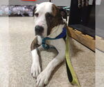 Small #15 American Pit Bull Terrier