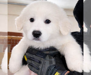 Medium Great Pyrenees