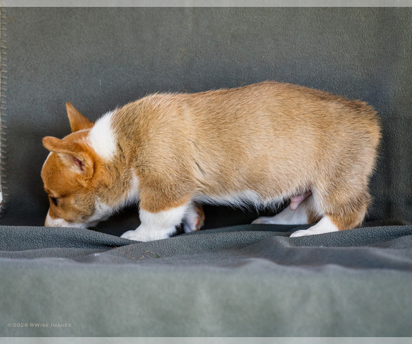 Medium Photo #4 Pembroke Welsh Corgi Puppy For Sale in WAKARUSA, IN, USA