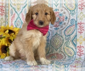 Medium Aussiedoodle