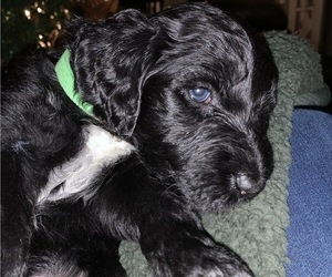 Double Doodle Puppy for sale in JEFFERSONVILLE, IN, USA