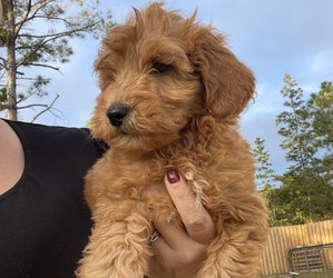 Goldendoodle (Miniature) Puppy for sale in WILMINGTON, NC, USA